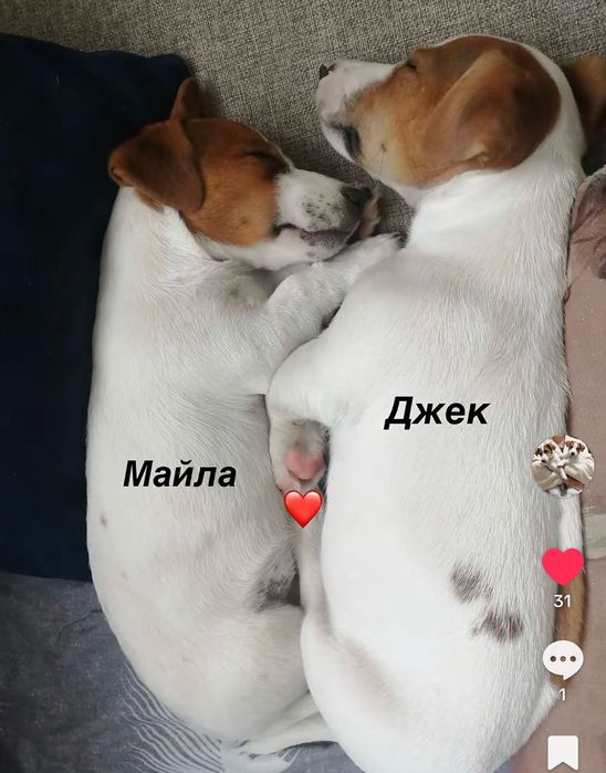 Джек Рассел терьер собаки