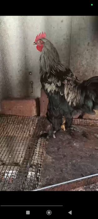 Qora Tovuq va Qora Xo'roz Sotiladi.