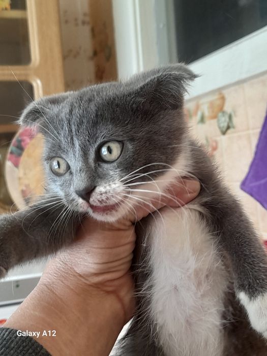 Отдам кошечку в добрые руки