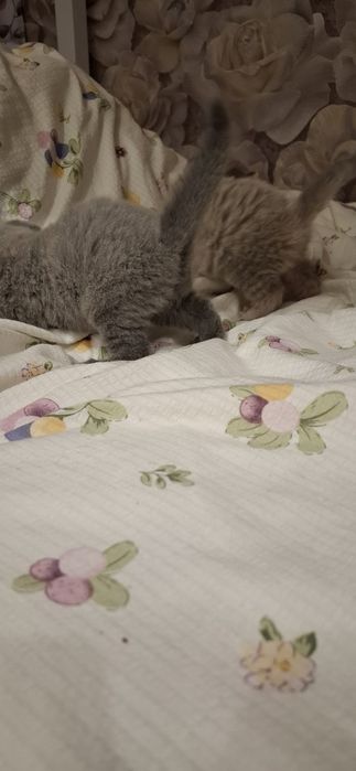 Шотландские котята