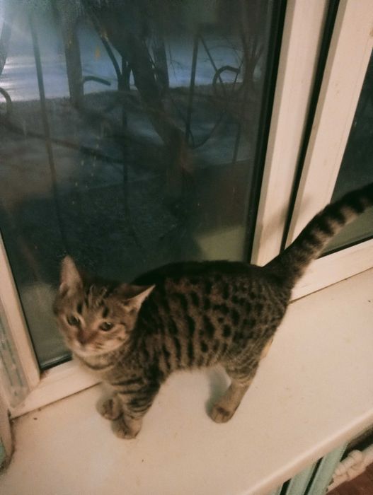 Отдам котенка в добрые руки