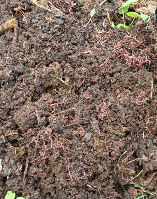 Kaliforniya yomg'ri chuvalchangi sotiladi