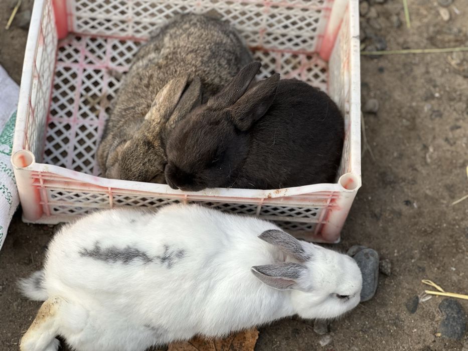 Quyon bolachalari sotiladi