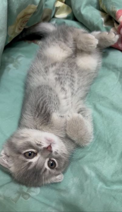 Скотиш Фолд  кот