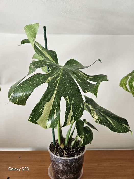Monstera thai constellation