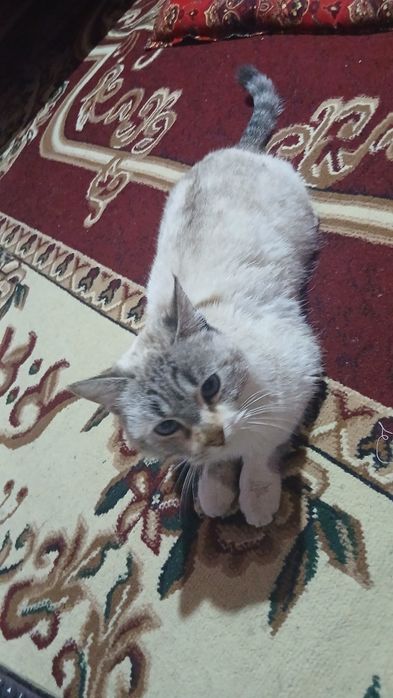 Mushuk sotiladi toza uy mushugi