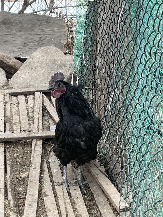 Петух ухейилюй молодой