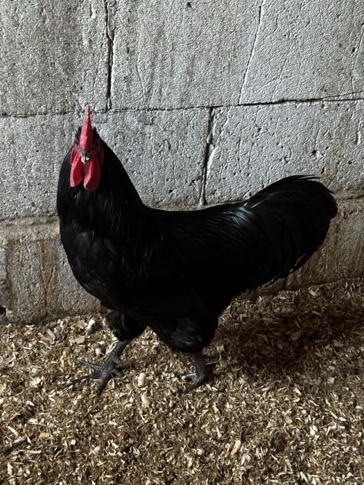 Vand oua Australorp