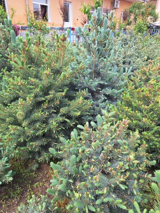 Голубая ель арчалари бор белгияники