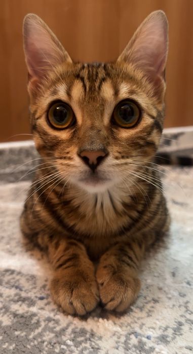 Бенгальская кошка