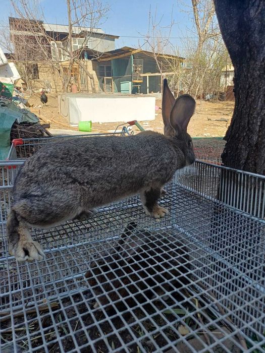 Подаются кролики