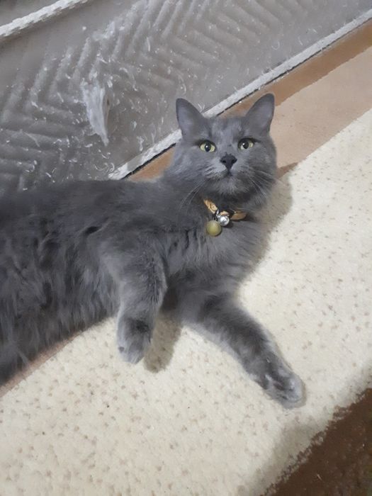 Хадия Зотли мушук