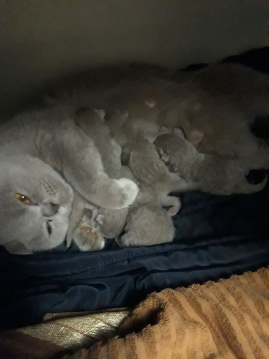 Котята вислоухие