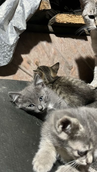 Отдам котят ………………………………