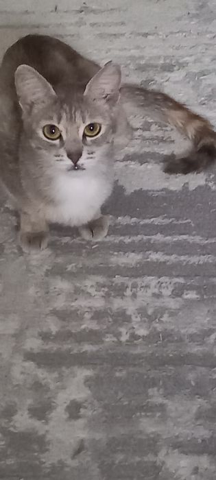 Кошка  молодая мышеловкаа