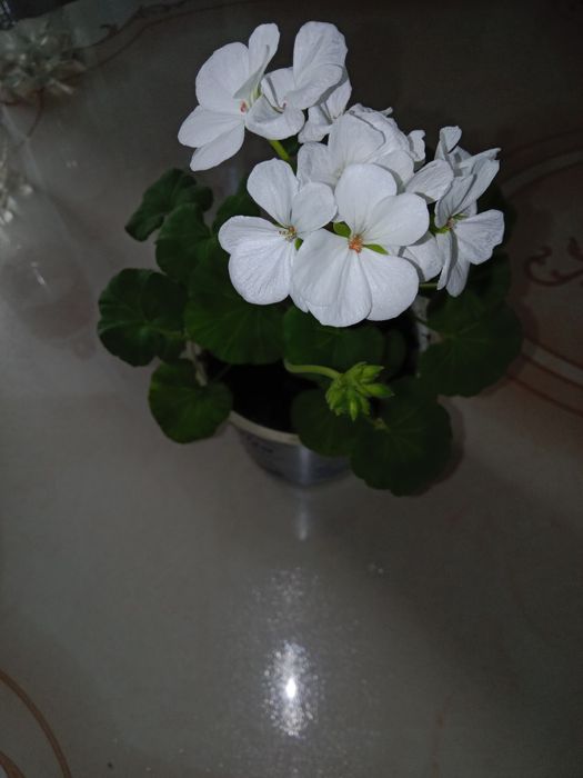 Продам герани, пеларгонии