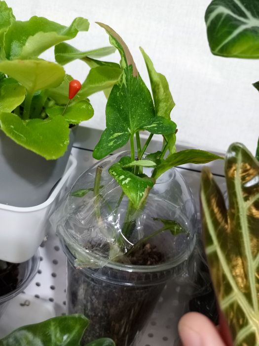 Сингониум 'Red Spot Tricolor'