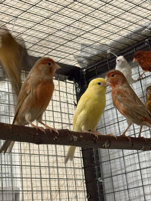Канарейки разьное