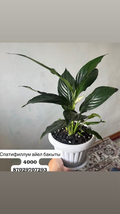 Спатифиллум айел бакыты