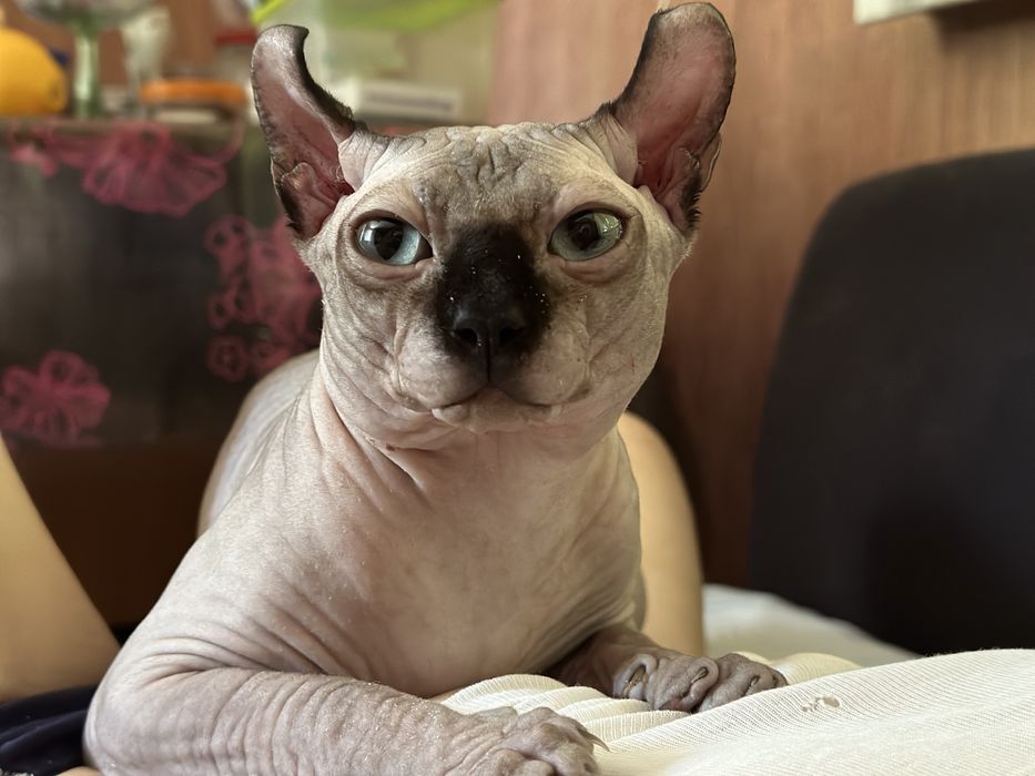 Вязка сфинкс эльф