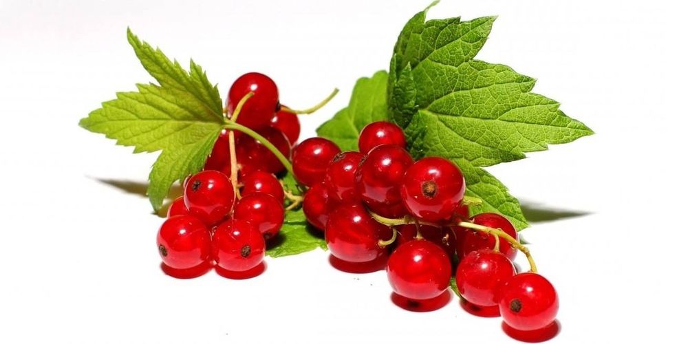 Плодово - ягодные кустарники