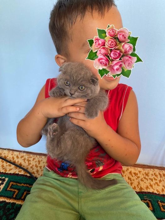 Skottish fold 2 qiz 2 ogil