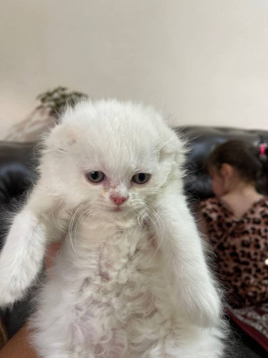 Шатлански вислаухи кошки