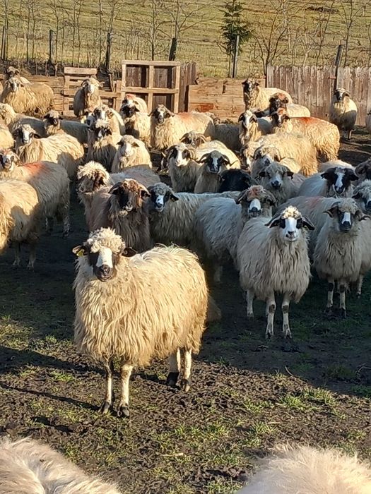 Vand 80 de oi de ținut