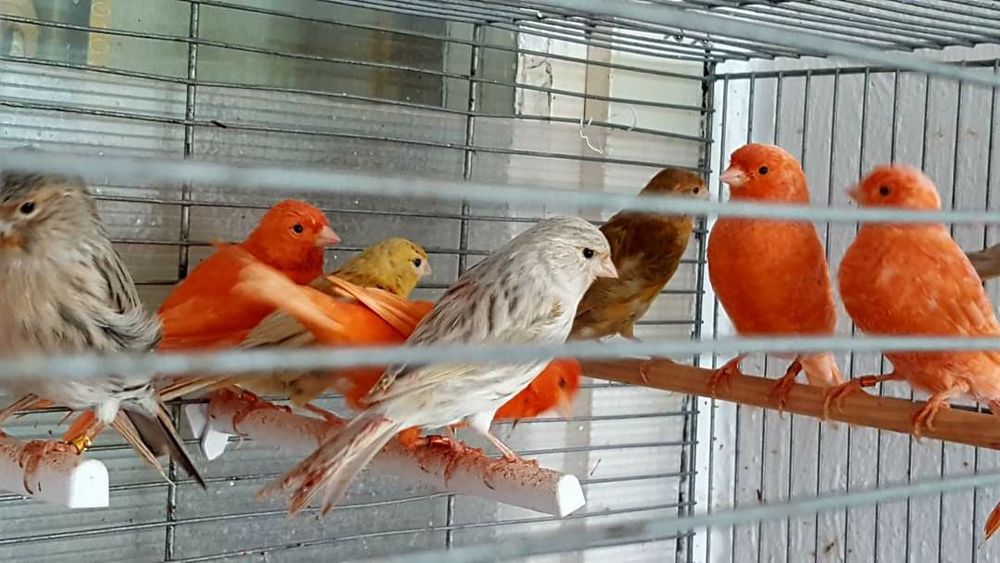 Canari ,hibrizi,indigene