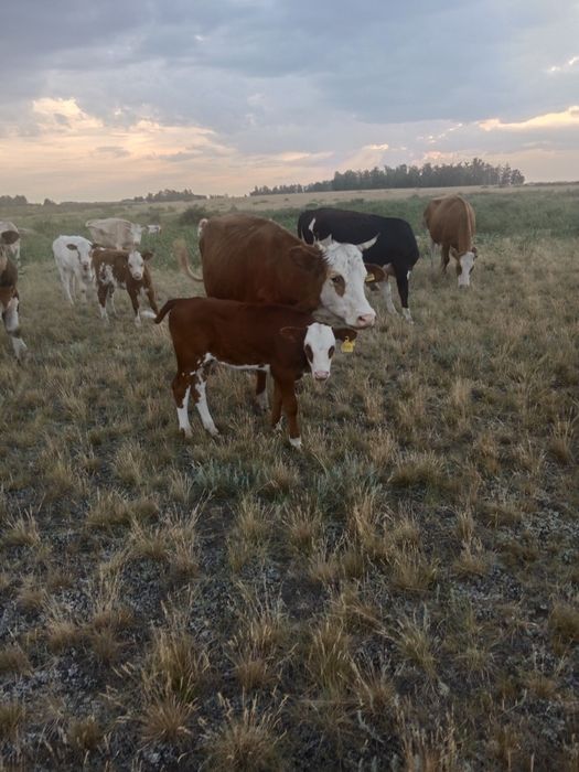 Продам Ауди А4 универсал