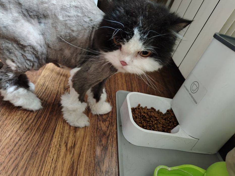 Персидская кошка ищет дом