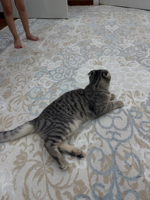 Мысық сатамын 10.000тг