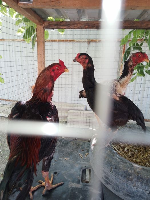 Xuroz faqat zotga 500 tovuqlar 350 dan