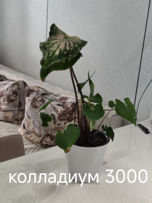 Продам комнатные цветы олеандры оксалисы