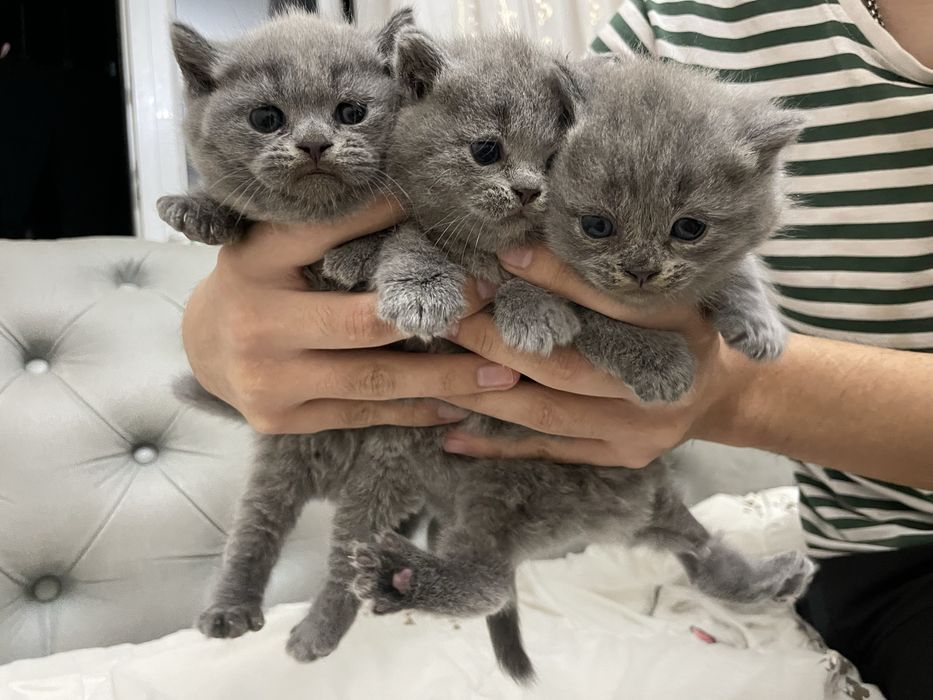 Скоттиш фолд scottish fold шотландцы котята мушук британка