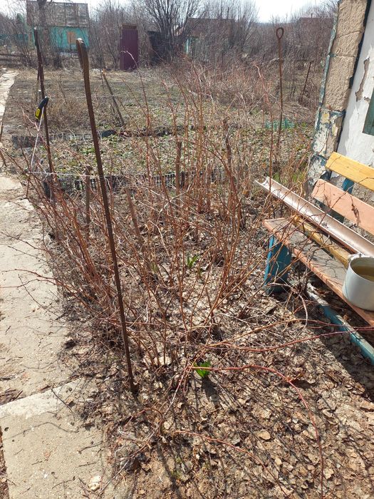 Продам дачу в Белаусовке!