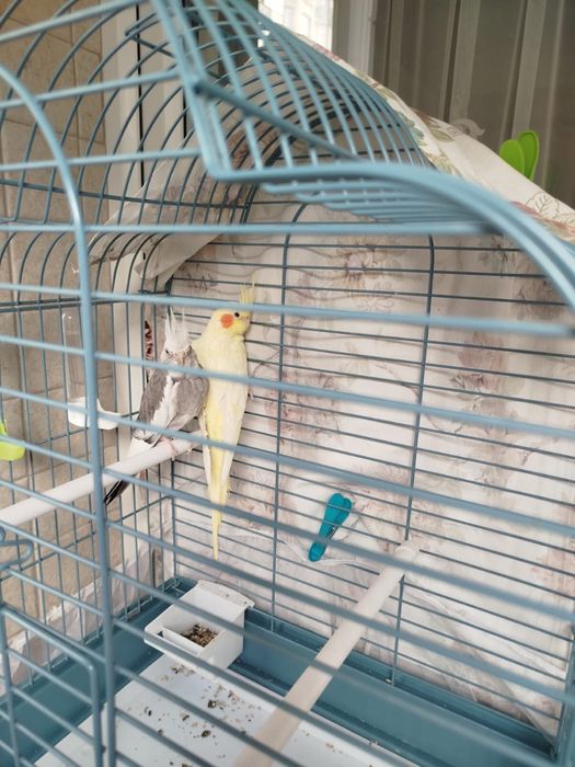 Продам папугаев карелла парой