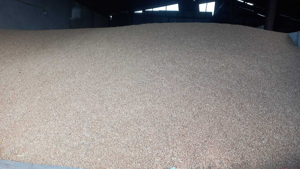 Porumb boabe, orz, grau, mazare, floare,  recolta 2025