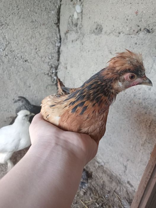 Продам куриц породистых