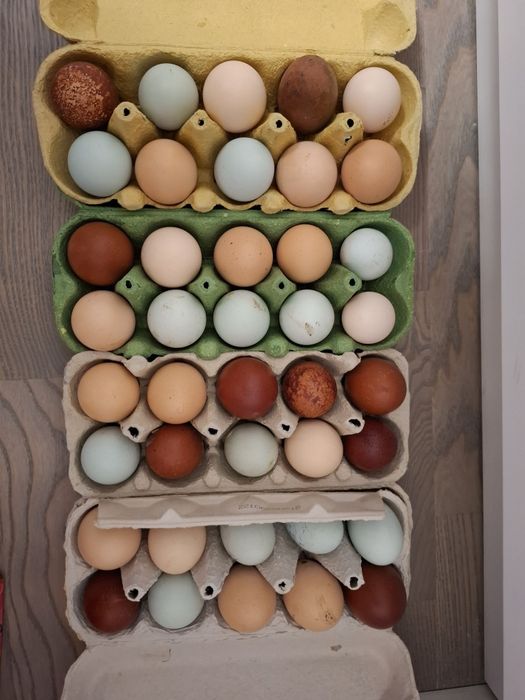 Oua incubat de la găini Cream Legbar