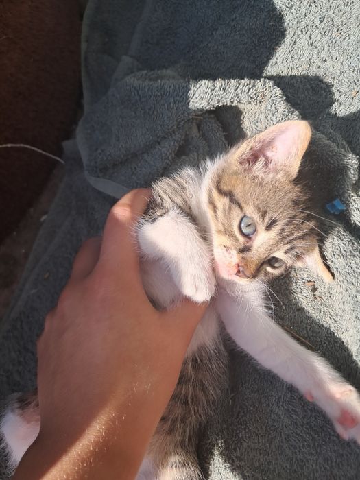 Patru pisicuțe care își caută o casă