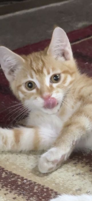 Котенок в добрые руки