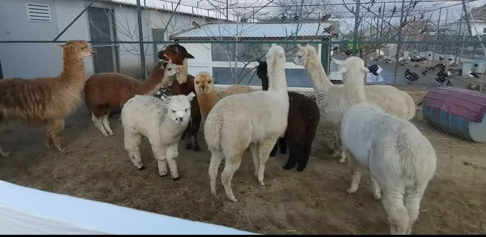 Vând Alpaca femele și masculi