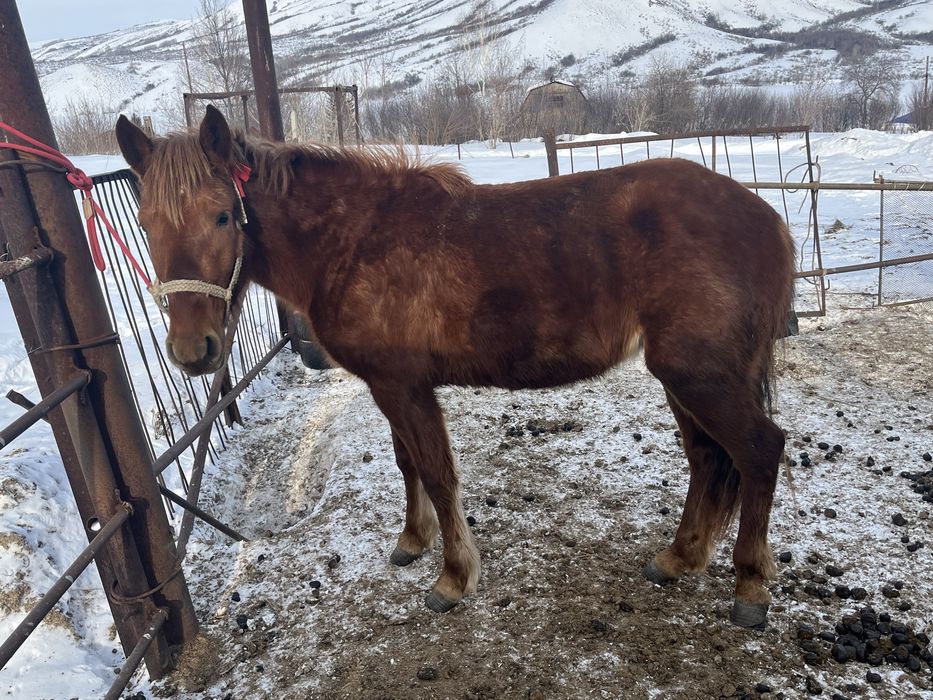 Продаю кобылку два года торг имеится