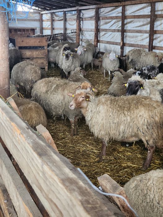 Oi tinere 100 fatate schimb cu auto sau tractor