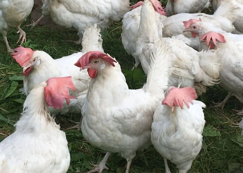Куры несушки белые на март