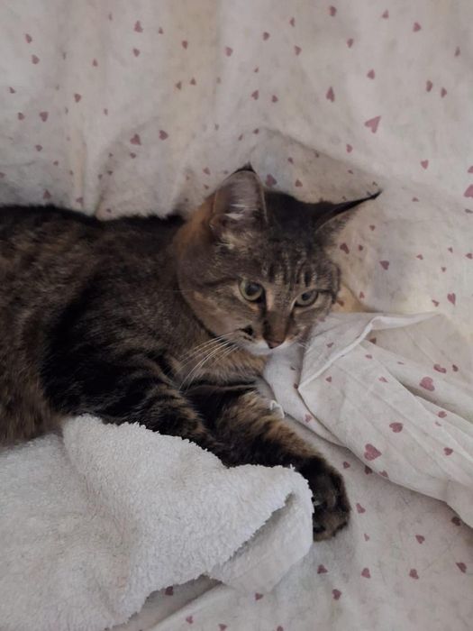 Пристраивается кошка в добрые руки