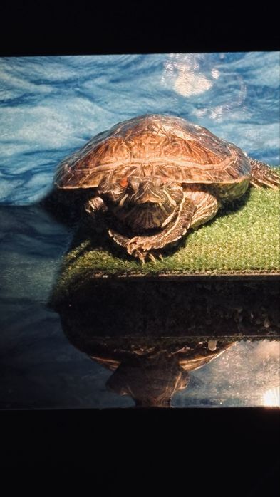 Продам террариум с красноухими черепахами