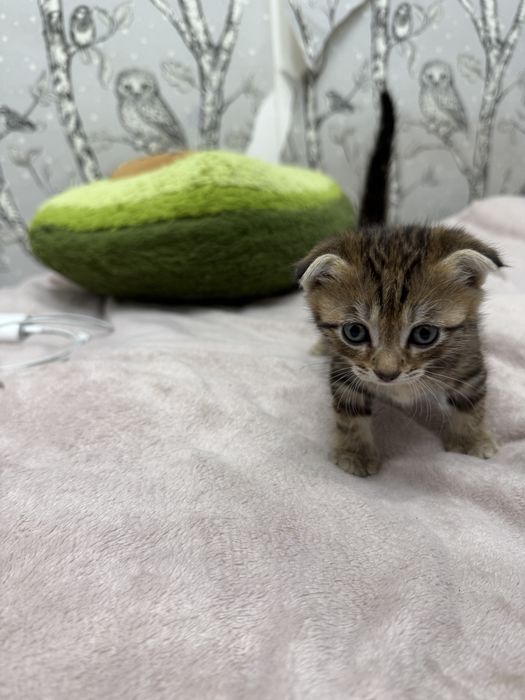 веслоухий котенок