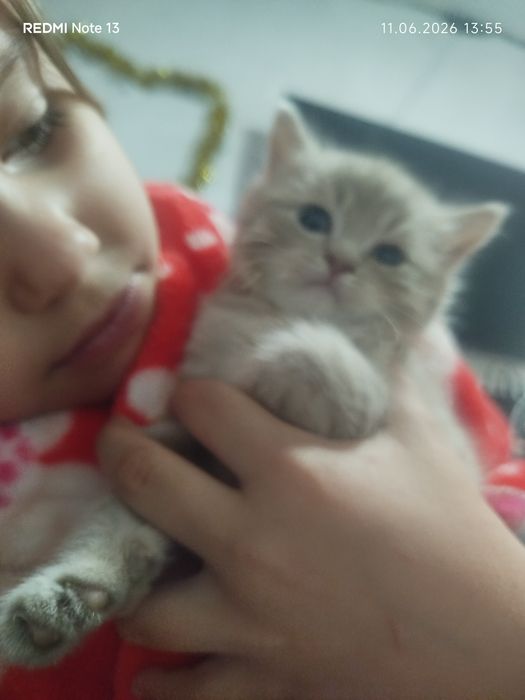 Продается породистые котята